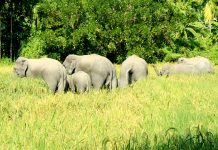 বোয়ালখালীতে পাহাড় থেকে লোকালয়ে নেমে এসেছে হাতির পাল